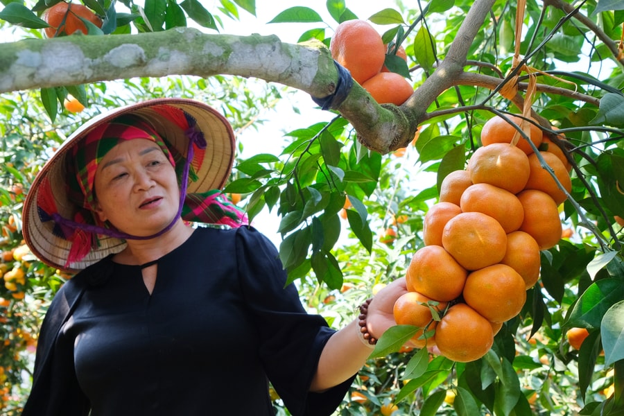 Vườn cam 'quả dày như chùm nho' của đại tá về hưu