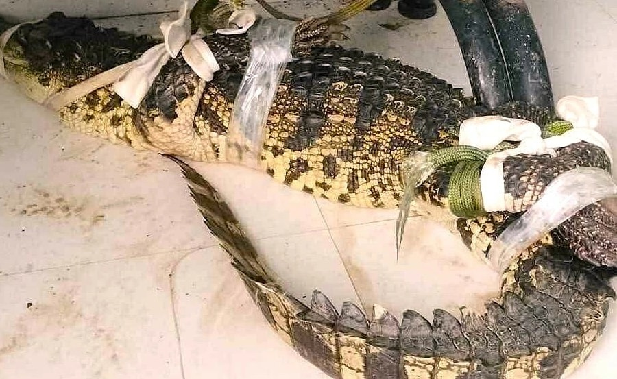 Cá sấu gần một mét xuất hiện gần nhà dân