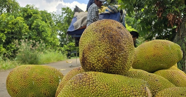 Thêm một loại trái cây phổ biến của Việt Nam được xuất khẩu chính ngạch sang Trung Quốc