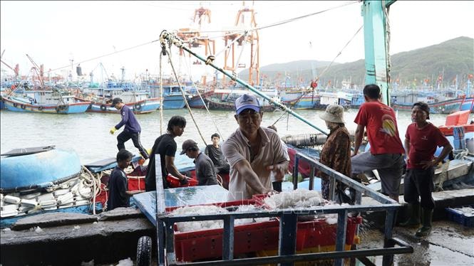 Ngư dân Gia Lai tấp nập vươn khơi dịp cuối năm