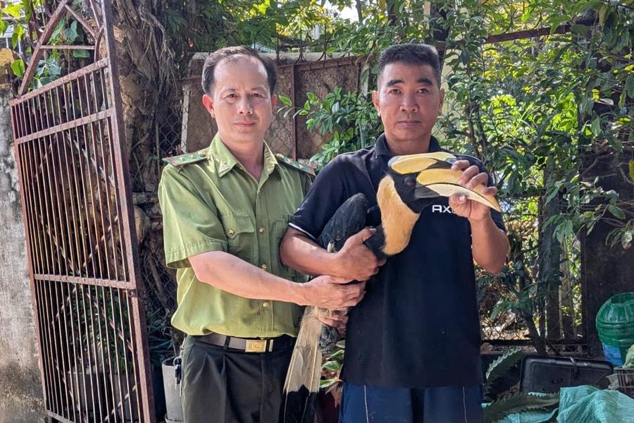 Người dân TP Hồ Chí Minh tự nguyện bàn giao chim hồng hoàng quý hiếm