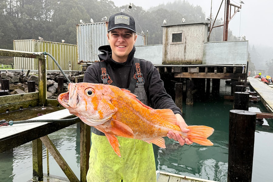 Cá mú đá cam nặng kỷ lục cắn câu