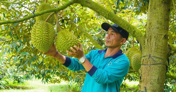 Tháo gỡ "điểm nghẽn" liên kết sản xuất - tiêu thụ nông sản