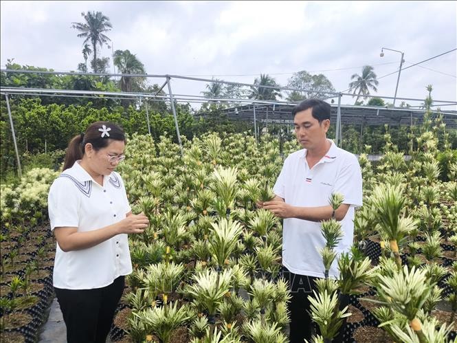 Nhiều thanh niên 'bỏ phố về quê' khởi nghiệp thành công