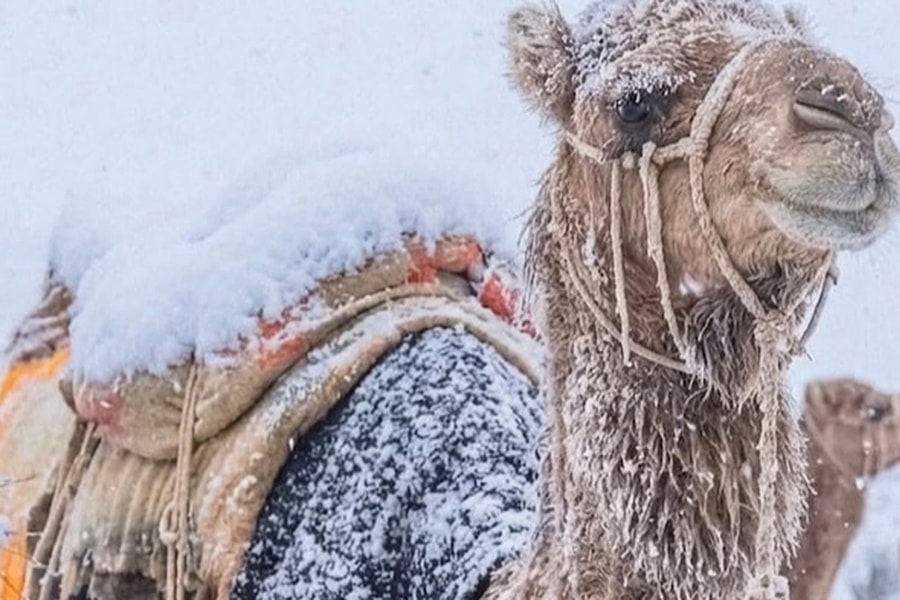 Tuyết rơi bất thường ở sa mạc nắng gắt khô cằn sau 30 năm: Chuyện khó lường