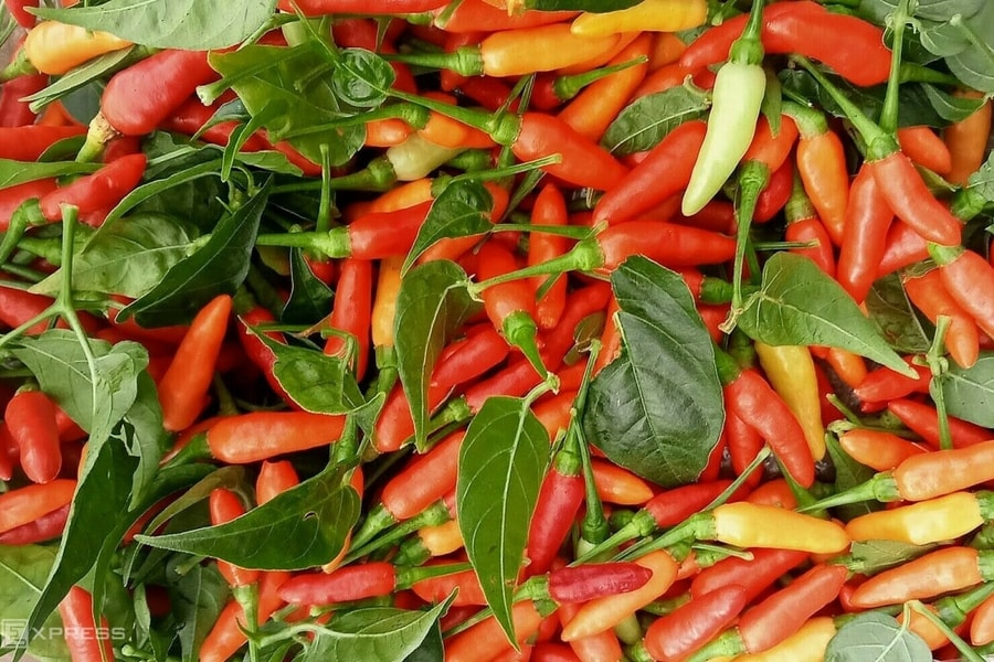 Giá ớt đắt ngang thịt bò