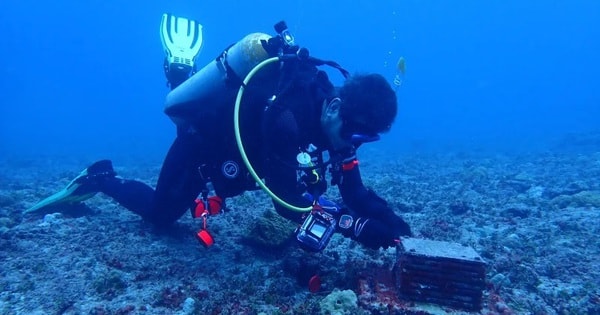 20 loài mới được phát hiện dưới đáy đại dương