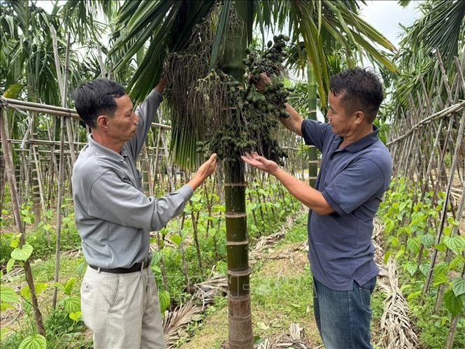 Cau Cao Nhân mất mùa, rớt giá