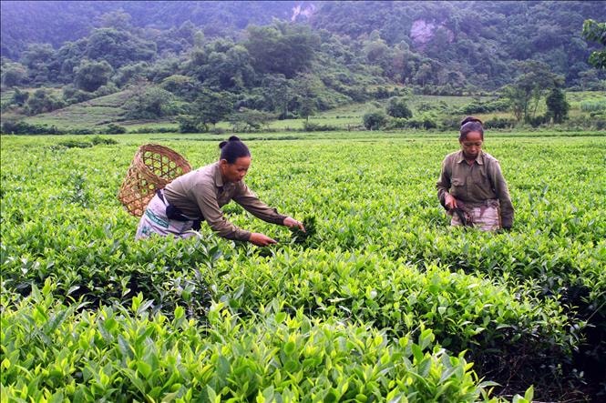 Bộ Công Thương hỗ trợ gần 500 container chè ách tắc tại cảng Karachi (Pakistan)