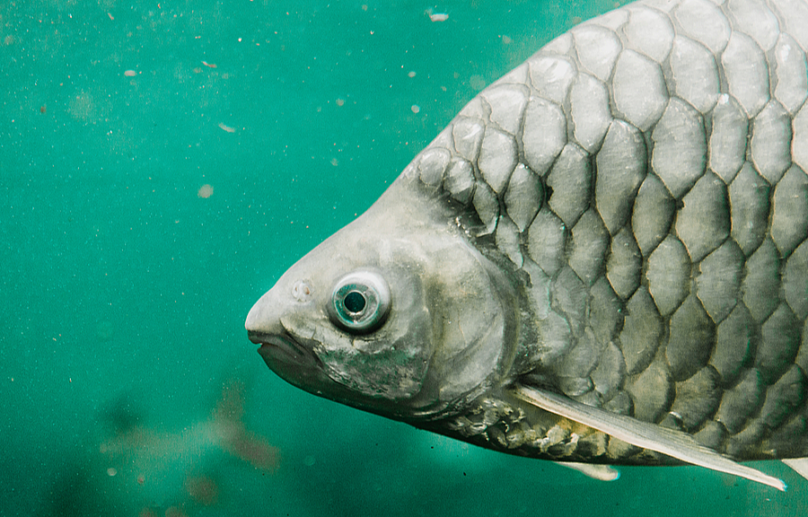 Trung Quốc tạo ra cá diếc không xương dăm