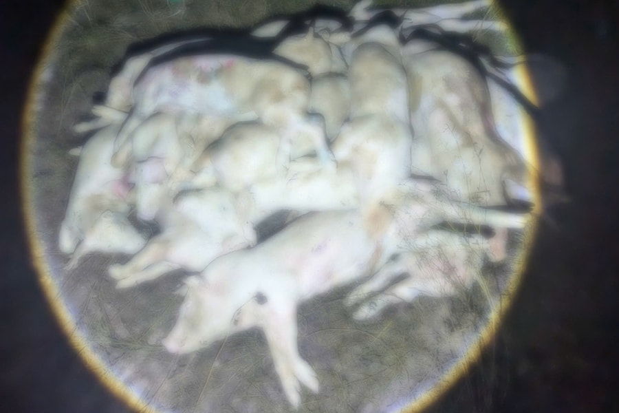 Đào hàng trăm xác heo bệnh về 'sơ chế' rồi bán