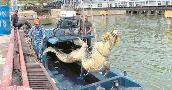 Người dân bắt được cá sấu khổng lồ dài 4 mét, nặng 500kg