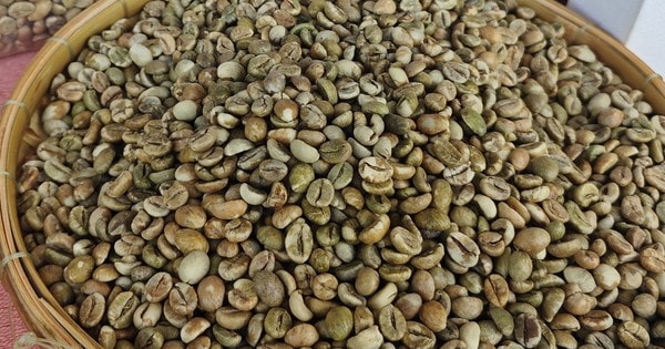 Giá cà phê hôm nay 25-12: Tăng phiên thứ 3, Việt Nam "một mình một chợ"