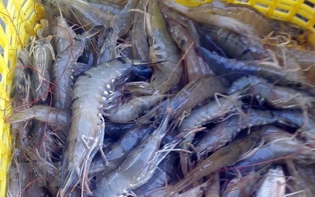 Giá tôm tăng cao dịp cuối năm