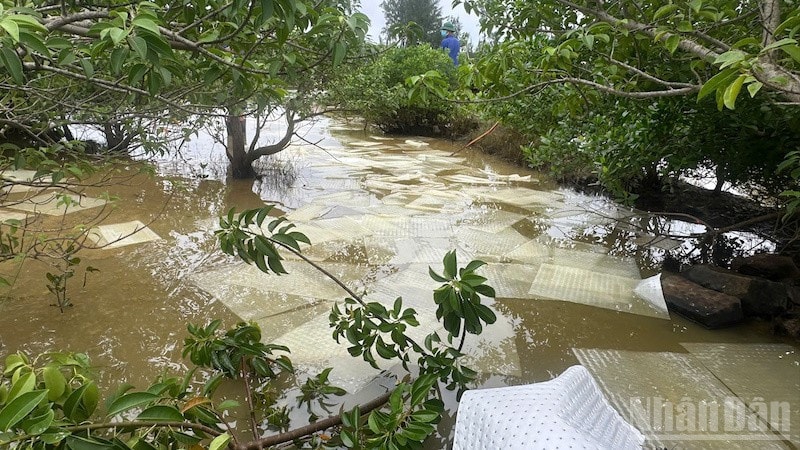 Đời sống của người dân xã Vạn tường (Quảng Ngãi) bị ảnh hưởng bởi sự cố tràn dầu