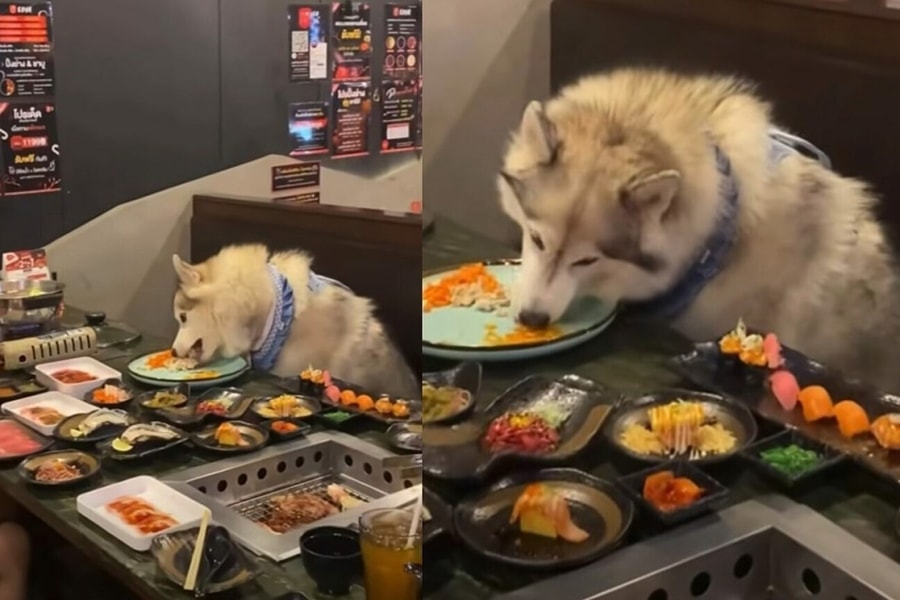 Nhà hàng gây tranh cãi vì cho phép chó cưng ăn trên bàn