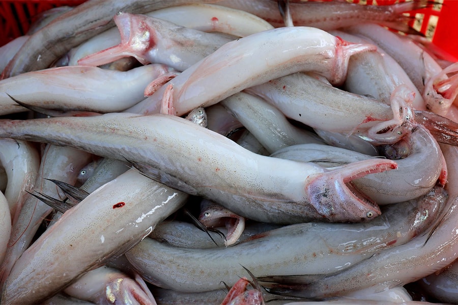 Nhiều mẫu cá khoai bán tại chợ ở Hà Tĩnh 'ngậm' formol