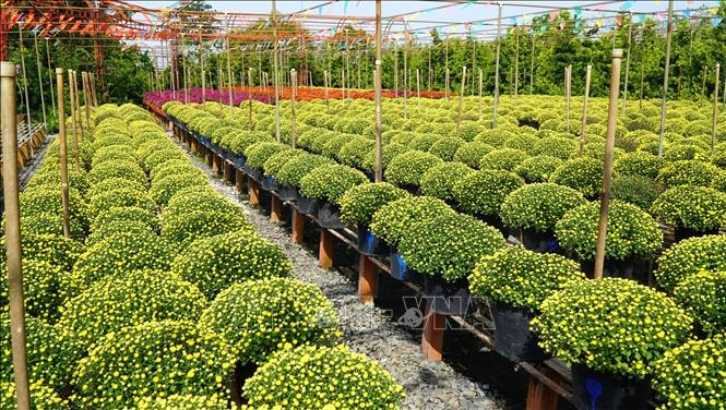 Đưa công nghệ để nâng cao chuỗi giá trị sản phẩm hoa kiểng