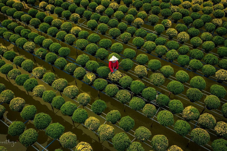 Nghề trồng hoa Sa Đéc được công nhận di sản quốc gia