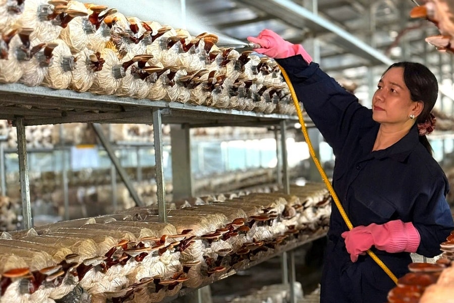 Làm giàu từ nấm sạch