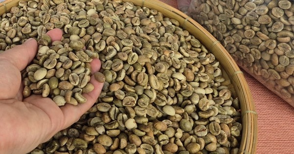 Giá cà phê hôm nay 28-12: Sát mốc 100.000 đồng/kg