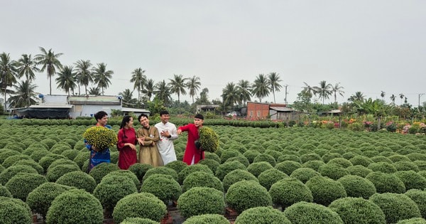 Vựa hoa miền Tây tất bật bán hoa Tết sớm qua livestream cùng người nổi tiếng