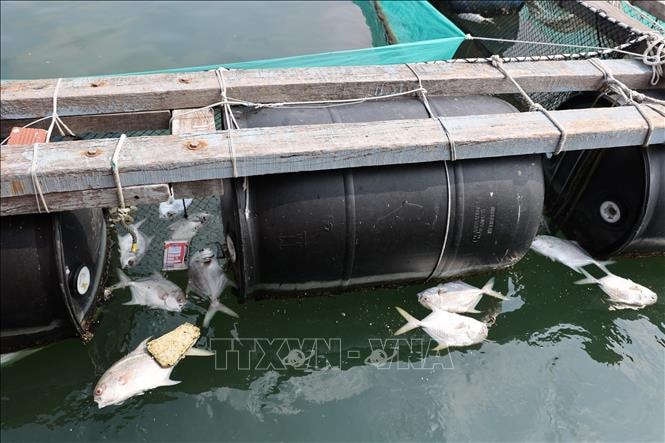 Cá chết hàng loạt trên sông Chà Và