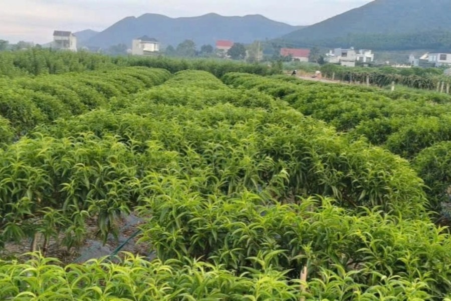 "Chìa khóa" giúp hàng trăm lao động nâng cao thu nhập