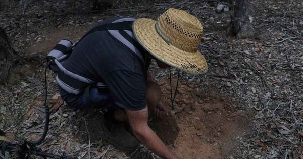 Giá vàng tăng cao, người dân và du khách đổ xô tìm tại các mỏ vàng cũ