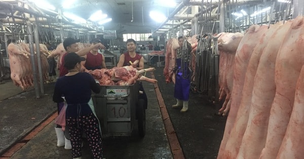 Giá heo hơi hôm nay, 30-12: Chợ đầu mối tiếp tục "đánh" giá lên