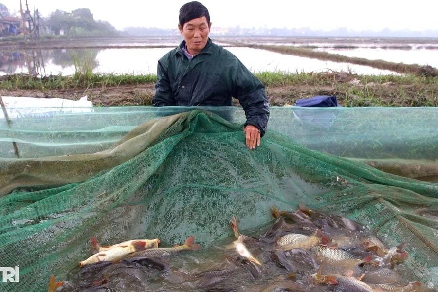 Thuê ruộng lúa nghỉ vụ, người dân kiếm 300 triệu đồng sau 3 tháng