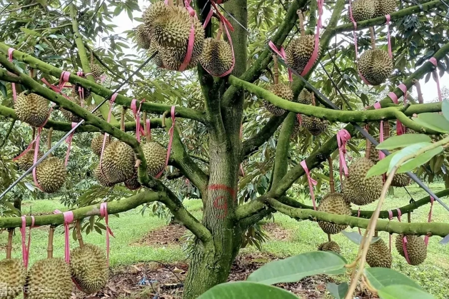 BIDV chuyển nhượng toàn bộ khoản nợ trái phiếu của Hoàng Anh Gia Lai