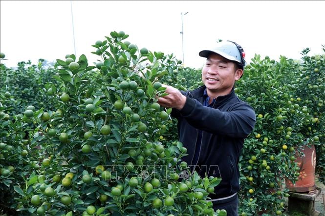 Vựa quất Ninh Bình rộn ràng 'chốt đơn' vụ Tết