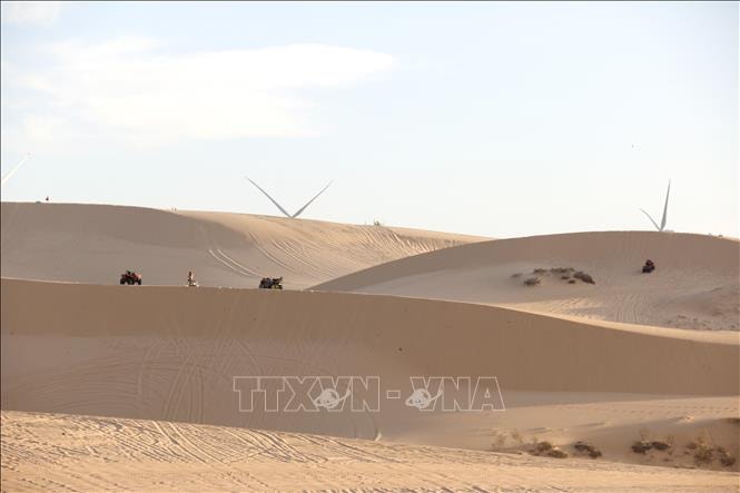 Đồi cát trắng, hoa keo lá tràm hút khách trong kỳ nghỉ Tết Dương lịch