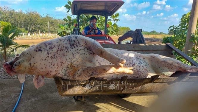 Giải quyết dứt điểm nạn vứt xác động vật trên kênh dẫn nước đến hồ Dầu Tiếng