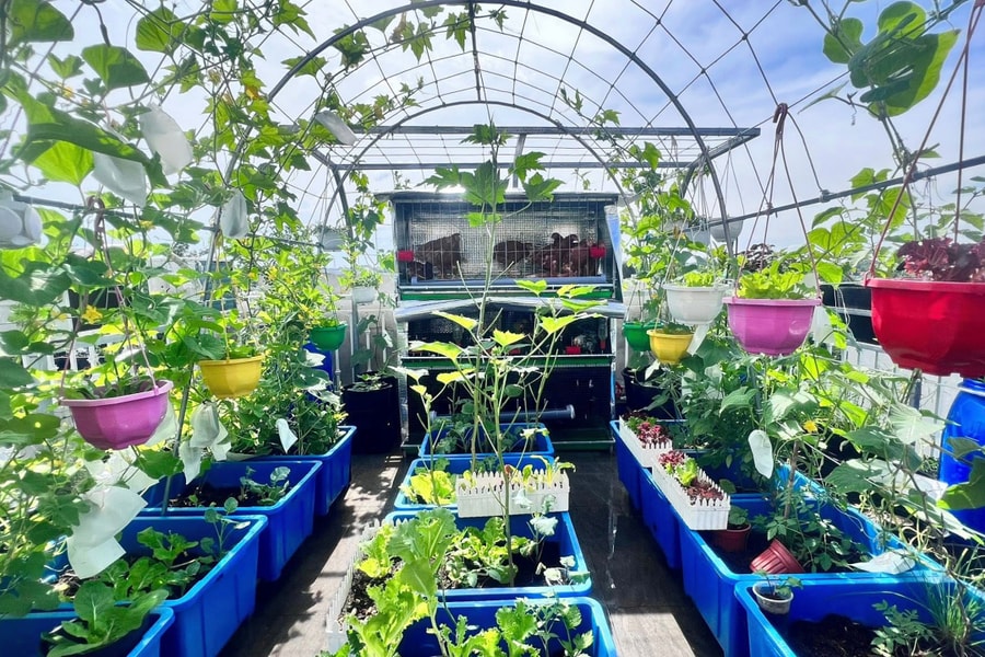 'Trang trại' trên sân thượng 20 m2 của người phụ nữ Đồng Nai