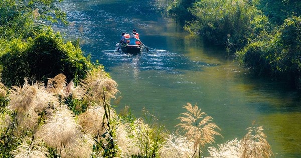 Tràng An say đắm lòng người mùa lau sậy trổ bông