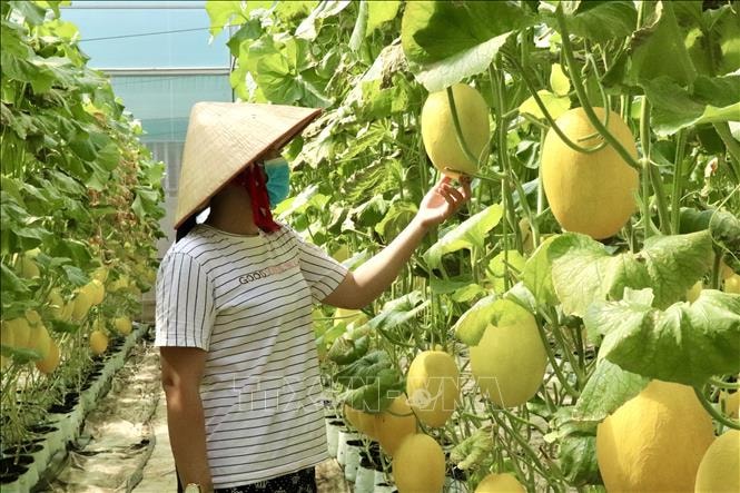 Chuyển đổi số tạo động lực phát triển nông nghiệp bền vững