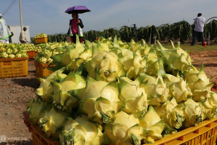 Xuất khẩu thanh long thấp nhất 11 năm