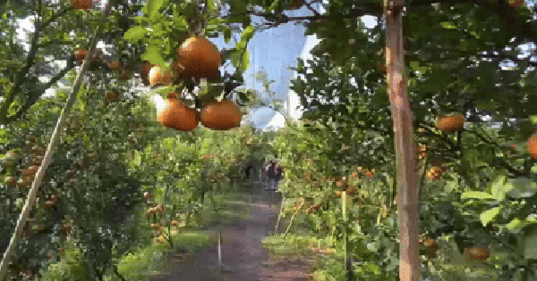 VIDEO: Những vườn quýt vàng rực ở Đồng Tháp đang "đốn tim" du khách