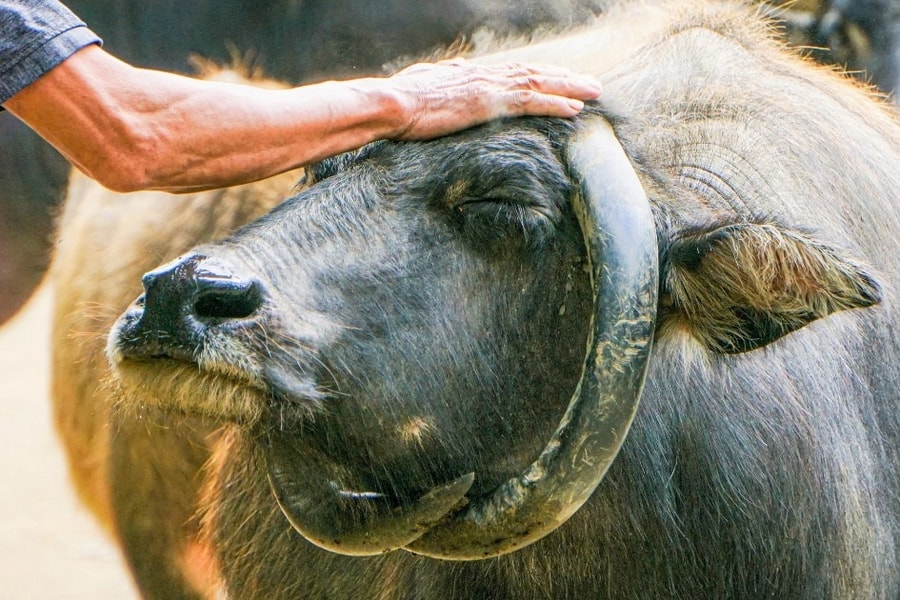 Con trâu có cặp sừng độc lạ ở Đà Nẵng: Giúp chủ xây nhà, mua xe