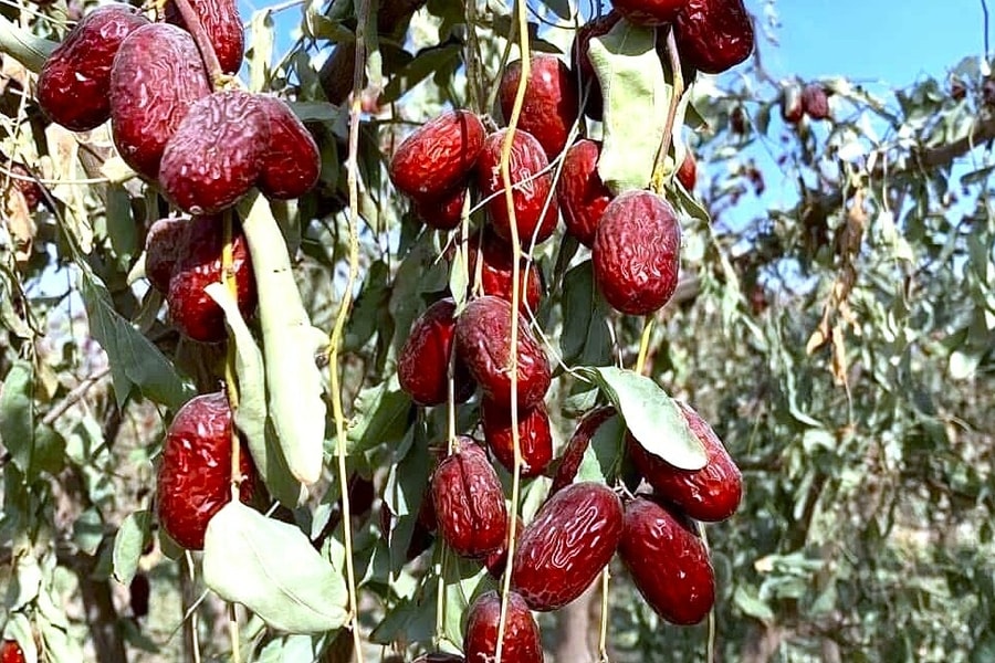 Ăn táo đỏ có tăng cường miễn dịch, ngừa mắc cúm A?