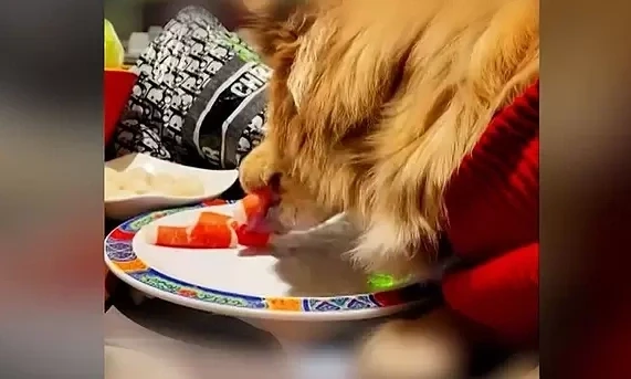 Thực khách bị kiện vì để chó cưng liếm thức ăn trên đĩa nhà hàng