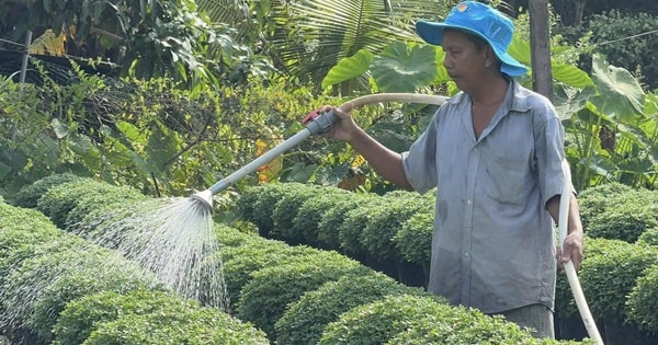 Làng hoa miền Tây hứa hẹn bội thu