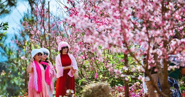 Những vườn mai anh đào giúp du lịch Quảng Ngãi bội thu