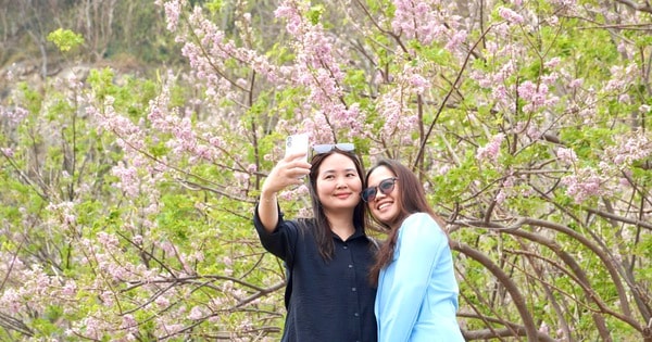 Hoa đỗ mai nở rộ hút hồn du khách đến với Vũng Tàu