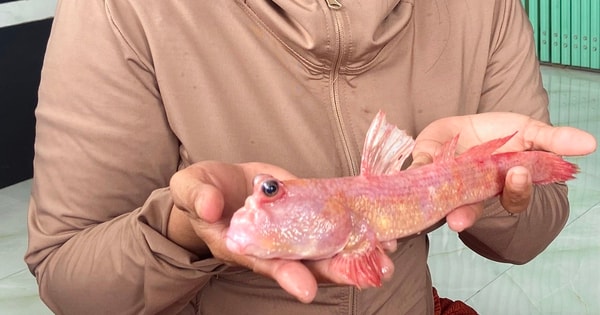 Loại cá thòi lòi màu hồng hiếm gặp được người dân Đất Mũi phát hiện