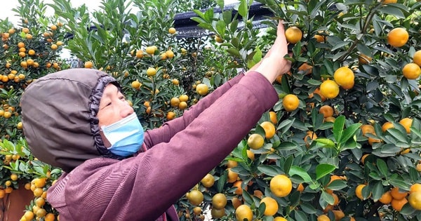 VIDEO: "Thủ phủ" quất Tết ở Hà Nội nóng lên từ rất sớm