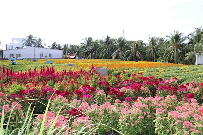 Mưa trái mùa ảnh hưởng đến hoa cảnh dịp Tết Nguyên đán