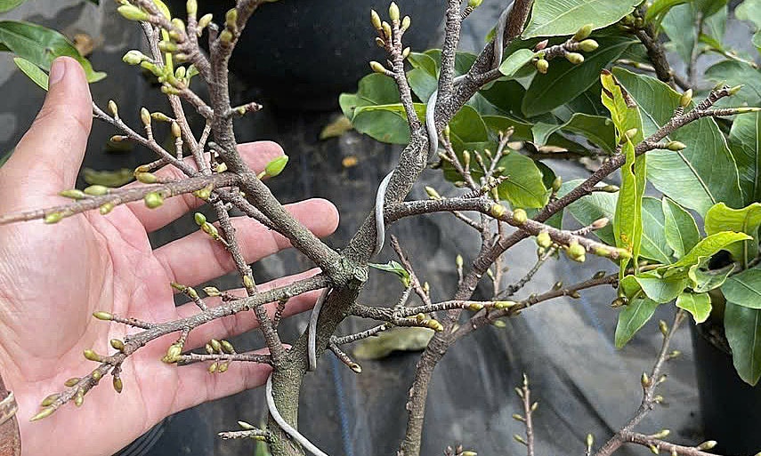 Mai mini chơi Tết giá vài chục nghìn đồng